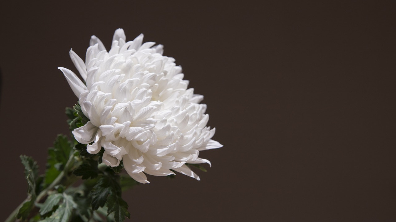 Moroloja, i canti funebri e le prefiche